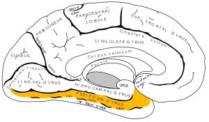 Occipitotemporal or Fusiform Gyrus